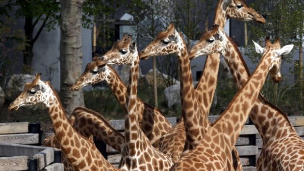 Pařížská zoo láká zejména na žirafy, které přežily rekonstrukci v provizorním pavilonu