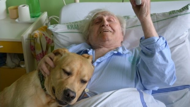 Canisterapeutický pes u pacienta Fakultní nemocnice Královské Vinohrady