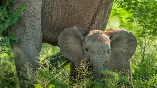 Sloni, opravdu volně žijící v africkém národním parku