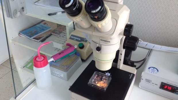 Mikroskop v centru asistované reprodukce