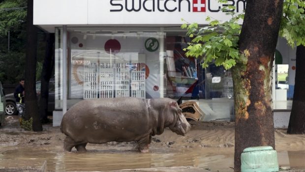 Povodeň v Tbilisi vyplavila i tamní zoo