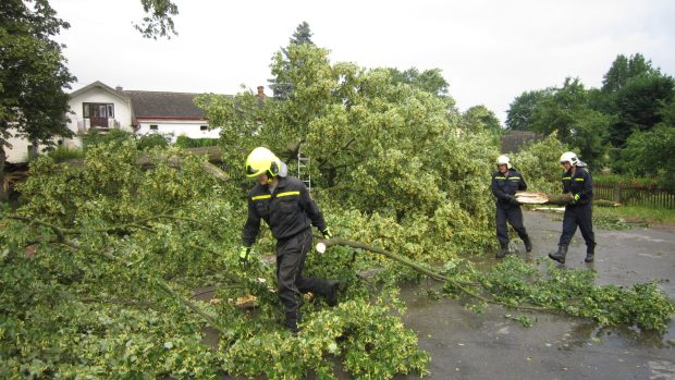 Spadlý strom v Dudíně na Jihlavsku