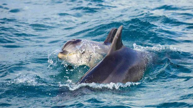 Delfín, kterého potkáte v ústí řeky Sado u města Setúbal, Portugalsko