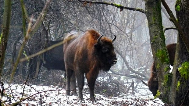 Zubři v Židlově na Českolipsku