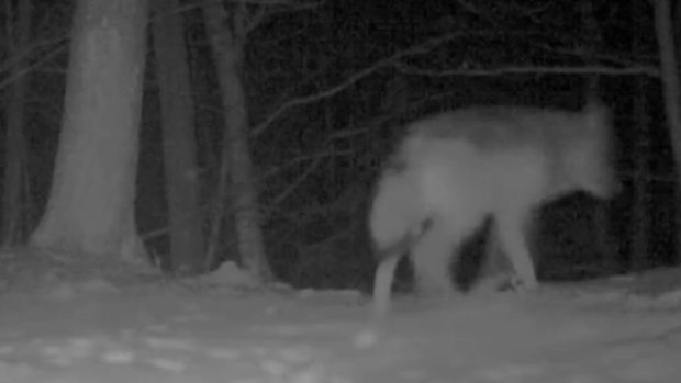 Ochráncům přírody se v Jeseníkách podařilo zaznamenat výskyt vlka. Poprvé po deseti letech