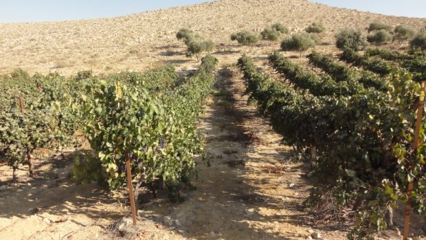 Odsolování mořské vody a recyklace vod odpadnich umožňuje Izraeli zúrodňovat poušť