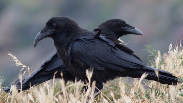 Krkavec velký (Corvus corax)