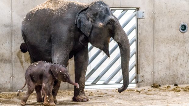 Samici slona indického Tamaře se v pražské zoo narodilo slůně