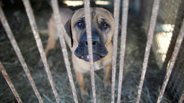 Psí farma v Jižní Koreji, ze které ochránci zvířat pomáhají odnášet zachráněné psi