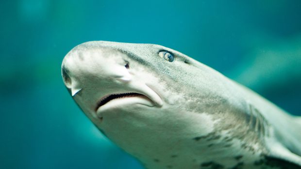 Žralok zebrovitý (ilustrační foto)