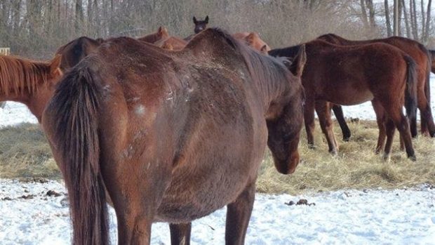 Veterináři odebrali majiteli na Benešovsku 70 koní.