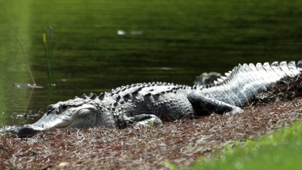 Aligátor na nedávném Honda Classic v Palm Beach