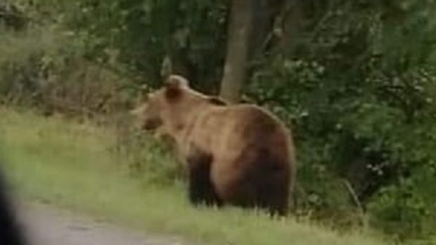 Medvěd u Doubrav