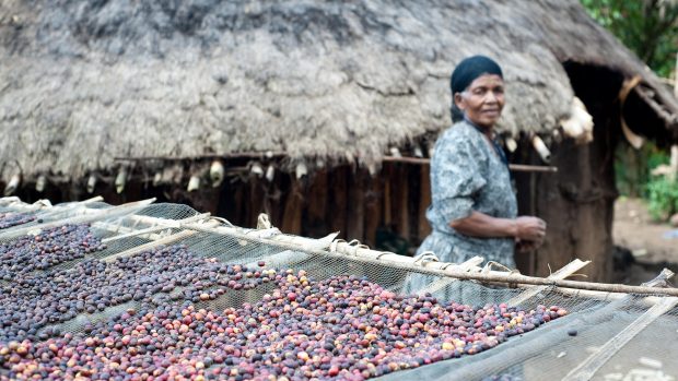 Kávovníková farma (Coffee berries are sundrying in a small farm)