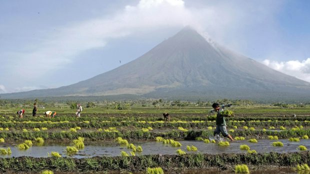 rýžová pole na Filipínách (farmers plant rice near the foot of Mayon volcano, background, in Camalig township, Albay province in central Philippines)