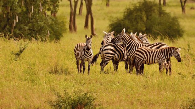 Vzácné zebry bezhřívé, poddruh zebry stepní, v ugandském parku Kidepo Valley