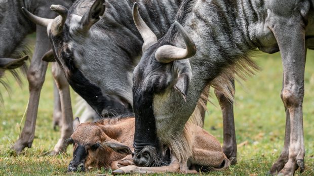 Safari Park Dvůr Králové - pakoně modří v Africkém safari