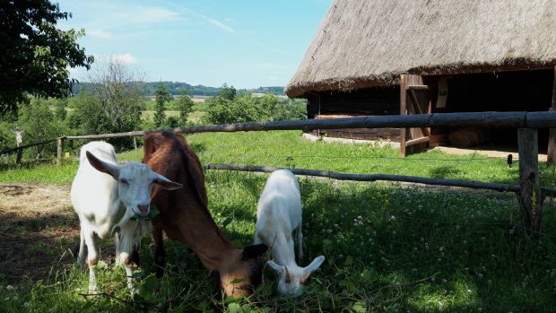 Součástí péče o zahradu je také starost o hospodářská zvířata