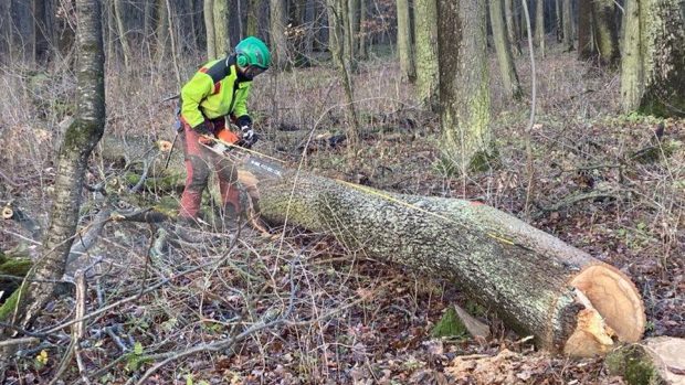 Jasany v přírodní rezervaci Dubno likviduje mikroskopická houba