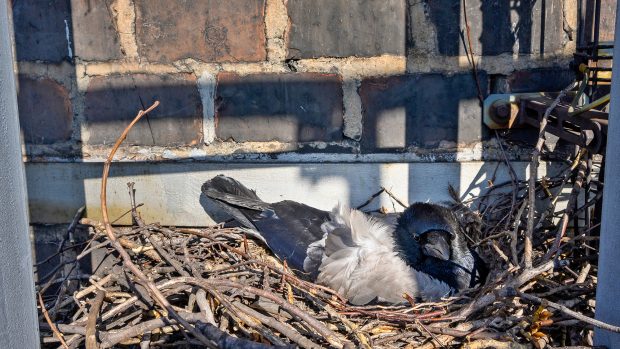 Při plánovaném měření emisí objevili inspektoři životního prostředí hnízdo vrány šedé