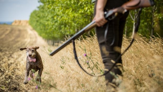 I takoví psi, kteří nemají svou voliéru, ale žijí třeba v paneláku, podávají podle zkušeností Pavla Chalupy skvělé výkony (ilustrační foto)