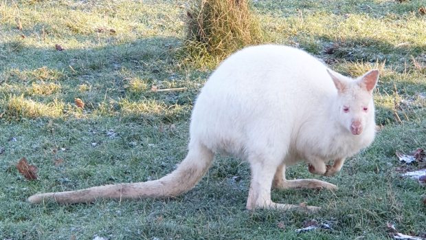 Na farmě Wenet uhynul klokan