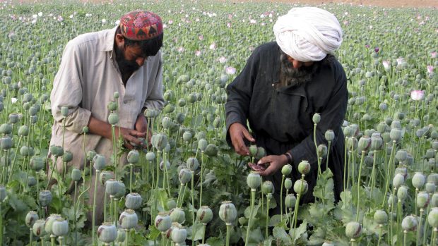 Muži v Afghánistánu sklízejí opium