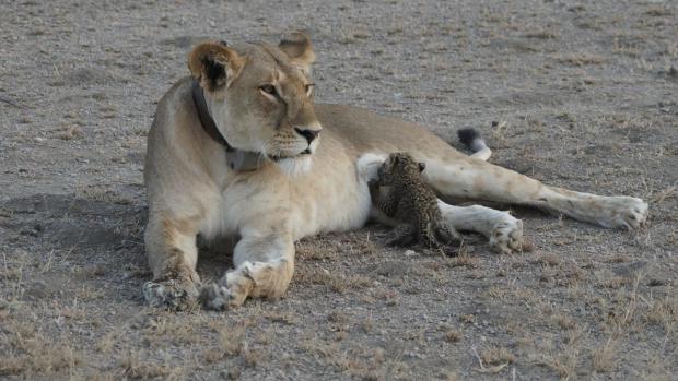 Lvice Nosikitok z Tanzanie šokovala znalce. Na snímku kojí leopardí mládě.