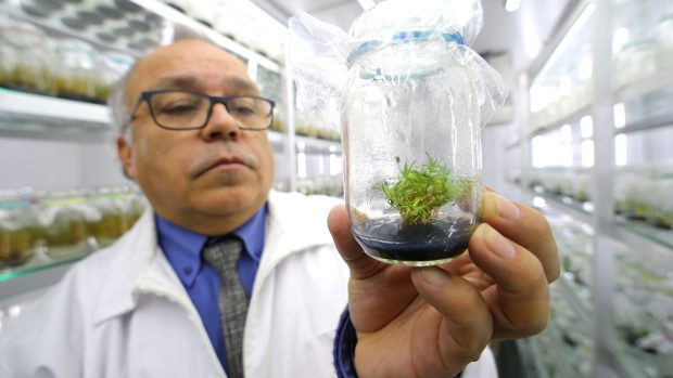 Vedoucí výzkumného týmu Gustavo Zúñiga ukazuje jednu z rostlin, která je odolná vůči ultrafialovému záření