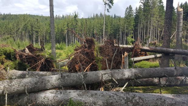 Po páteční bouři popadaly tisíce stromů, hlavně v okolí Nové Pece a Stožce