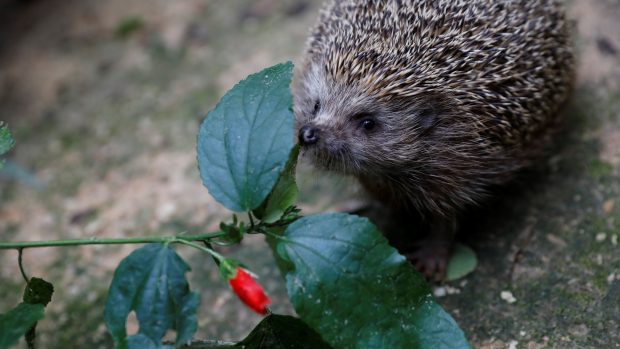 Jeden ze samečků Sherman vážil po příchodu do nemocnice před dvěma měsíci 1.6 kilogramu. To je skoro dvojnásobek průměrné váhy dospělého jedince.