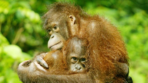 Indonéská policie zatkla pět lidí, kteří zabili orangutana,