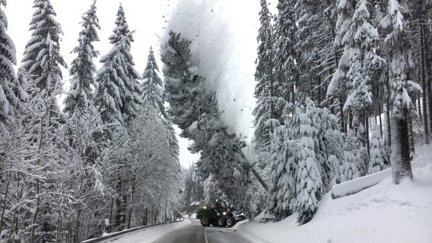 Lesníci kácí sněhem obalený strom u silnice poblíž německého města Altenberg