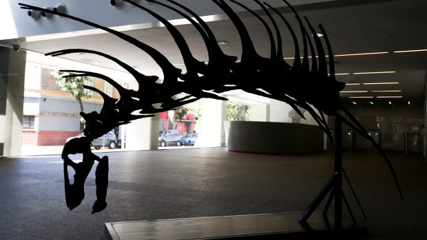 Při pohledu na nového dinosaura jasně dominují dlouhé ostny, které vyrůstají z jeho šíje. Repliku tohoto krku a také lebky teď vystavují v Buenos Aires.