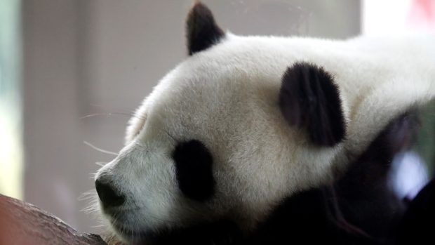 Pandy jsou kriticky ohroženým druhem - ve volné přírodě se jich vyskytuje necelé dva tisíce.