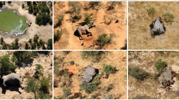 Uhynulí sloni u řeky Okavango.