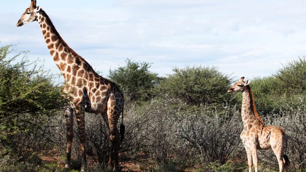 Když začaly fotografie trpasličích žiraf kolovat na internetu, mnoho lidí se domnívalo, že snímky jsou zfalšované. „Zprvu jsem tomu nevěřil. Myslel jsem, že to bylo upraveno ve photoshopu, abych byl upřímný,“ uvedl David O’Connor z organizace Zachraňte teď žirafy a Mezinárodního svazu ochrany přírody (IUCN).