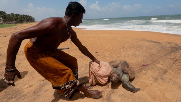 Poté, co se u západního pobřeží Srí Lanky potopila loď MV X-Press Pearl, už moře vyplavilo stovky mrtvých želv