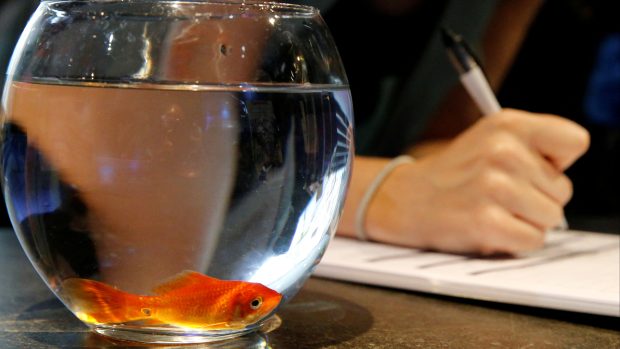 Německo i další evropské země zakázalo akvária ve tvaru koule již dávno, informuje Reuters