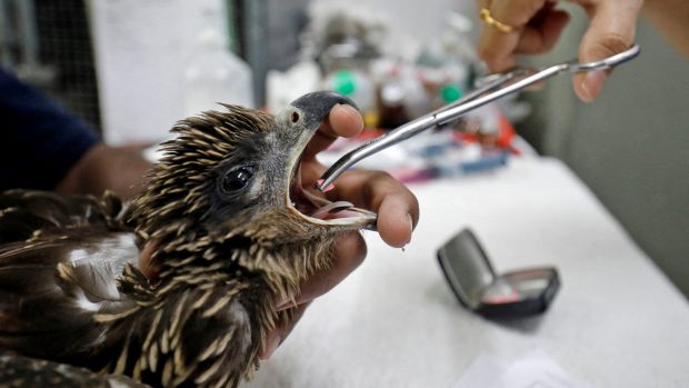 Veterináři v indickém Ahmadábádu pomohli také dehydratovanému orlovi