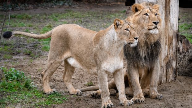 Čistokrevní lvi indičtí samec Jamvan a samice Ginni ve výběhu pražské zoo
