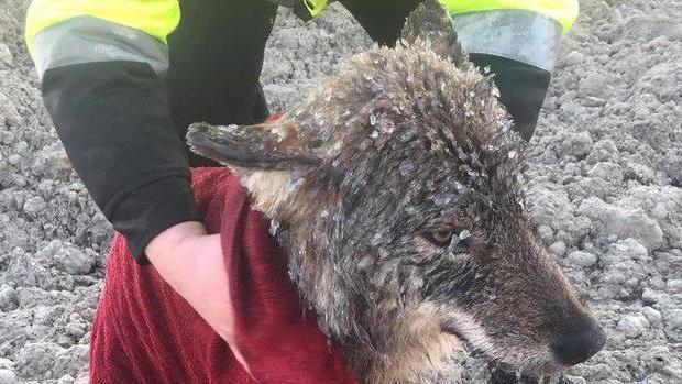 Vedoucí veterinářské kliniky Tarvo Markson dodal, že vlk utrpěl vážný šok a podchlazení