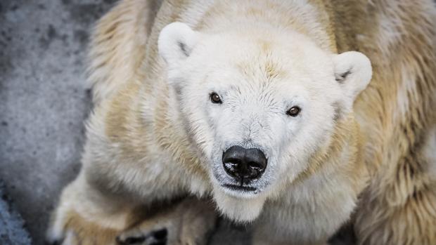 V pražské zoo zemřela lední medvědice Bora