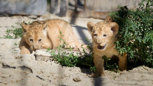 V Zoo Dvůr Králové nad Labem na Trutnovsku se po 30 letech narodila mláďata lvů berberských