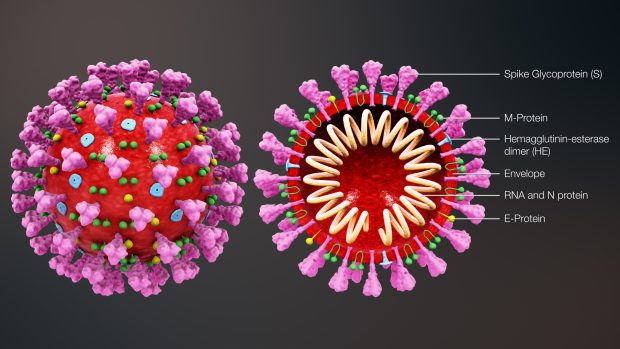 Koronavirus SARS-CoV-2 způsobující nemoc covid-19 znázorněný na trojrozměrném modelu.