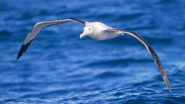 Ve Francii představili projekt, ve kterém mořští albatrosi pomáhají v boji proti nelegálním rybářům.