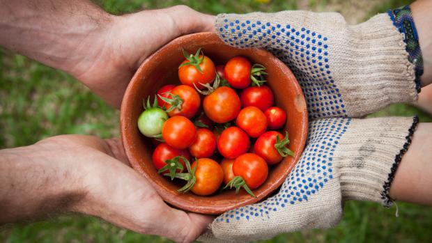 Počet zahraničních dělníků na farmách klesl o 20 % a úrodu nemá kdo sbírat. Velkou část sběračů tvořili lidé z východní Evropy.