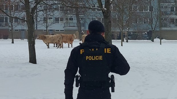 V Hradci Králové v části Malšovice ve středu odpoledne hasiči s policií a veterinární správou pomáhali s odchytem volně se pohybujícího skotu