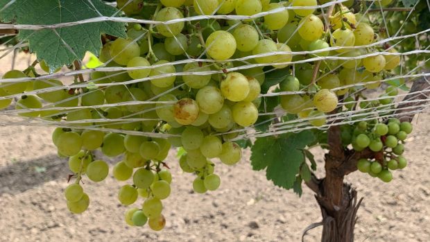 Vinaři na jihu Moravy začali prodávat první letošní burčák. Na fotografii odrůda Irsai Oliver, která je jednou z nejvhodnějších odrůd k jeho výrobě