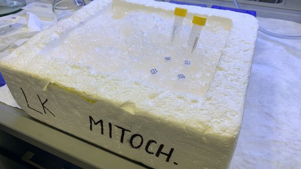 Vědci z Biotechnologického ústavu Akademie věd připravují druhou fázi klinických testů léku proti rakovině Mitotam